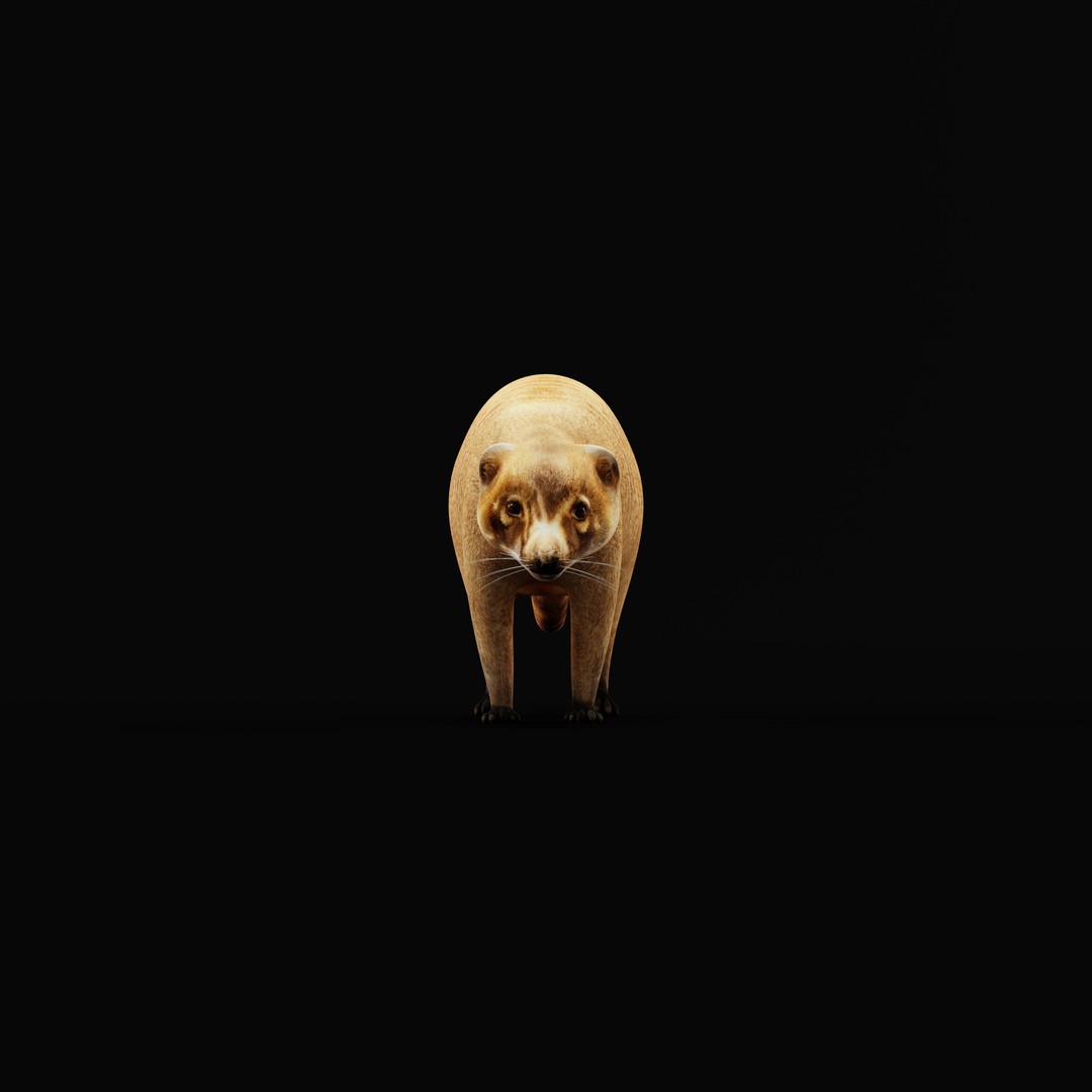 Coati 3D Model – Low Poly Game Ready Animal with 12 Animations - View 32