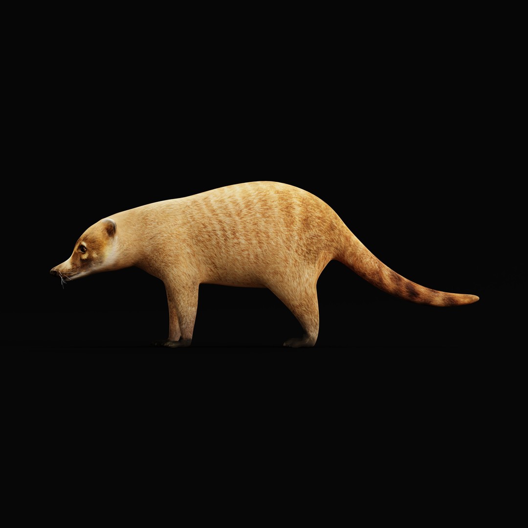 Coati 3D Model – Low Poly Game Ready Animal with 12 Animations - View 34