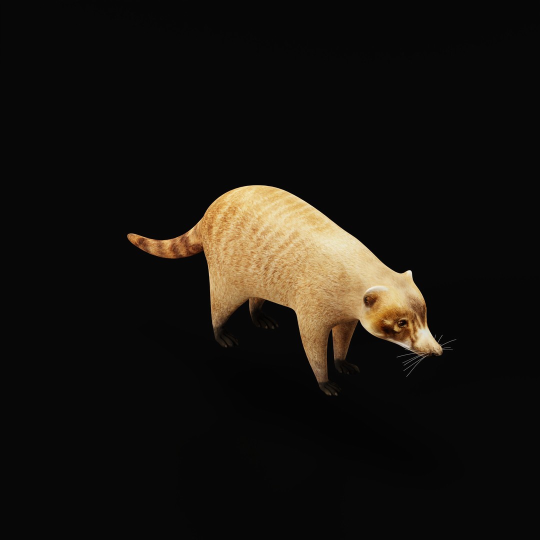 Coati 3D Model – Low Poly Game Ready Animal with 12 Animations - View 36