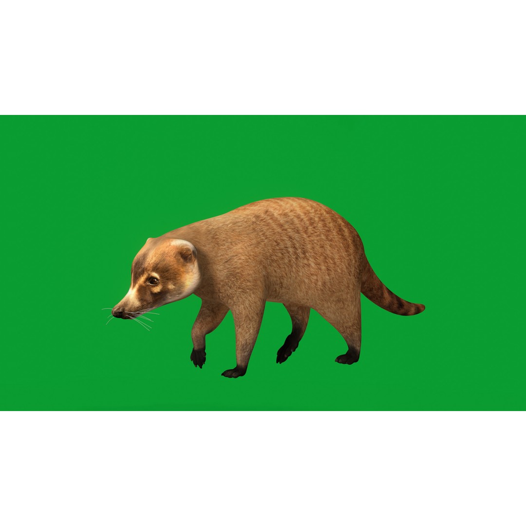 Coati 3D Model – Low Poly Game Ready Animal with 12 Animations - View 4