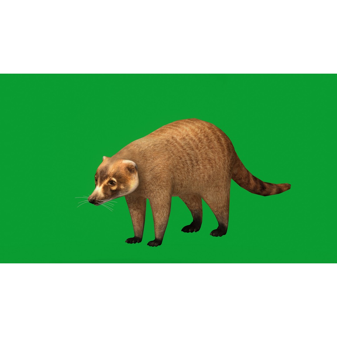 Coati 3D Model – Low Poly Game Ready Animal with 12 Animations - View 5