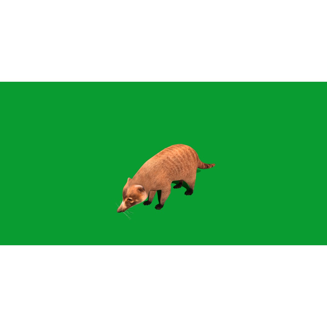 Coati 3D Model – Low Poly Game Ready Animal with 12 Animations - View 6