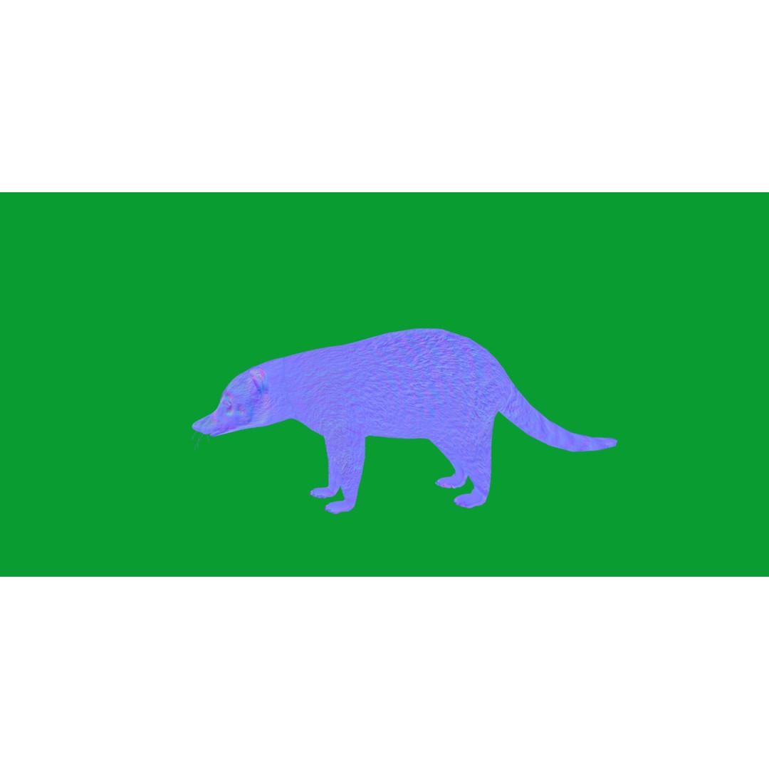 Coati 3D Model – Low Poly Game Ready Animal with 12 Animations - View 8