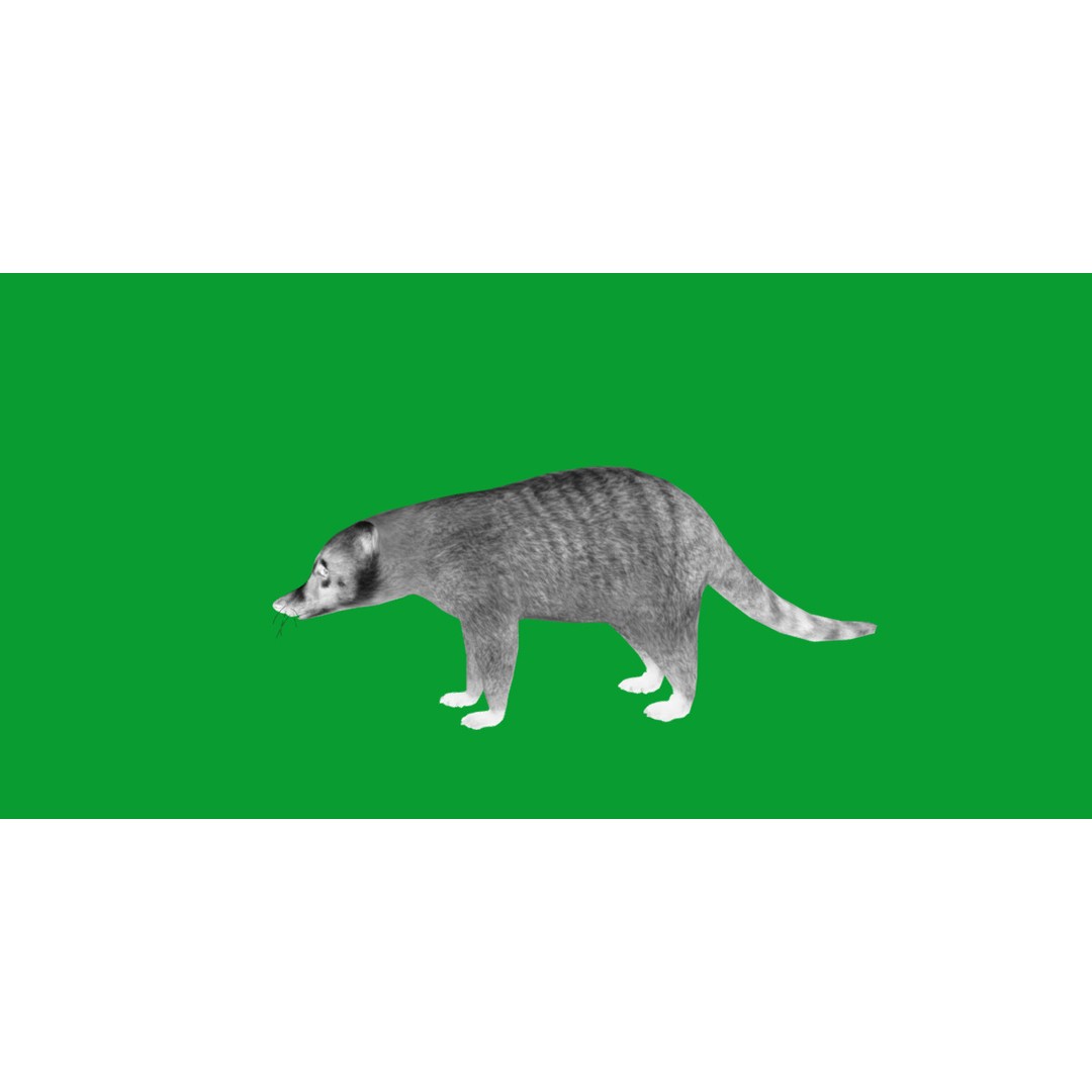 Coati 3D Model – Low Poly Game Ready Animal with 12 Animations - View 9