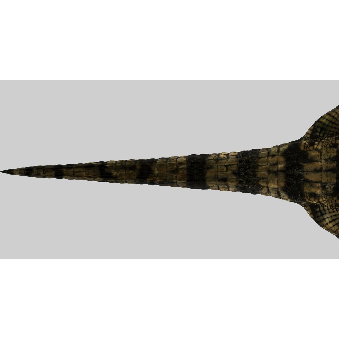 Realistic Crocodile 3D Model – Rigged Low-Poly Game Asset, FBX, OBJ - View 10