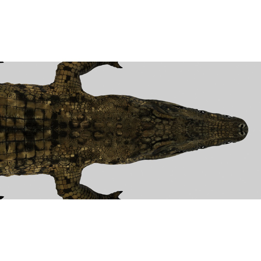 Realistic Crocodile 3D Model – Rigged Low-Poly Game Asset, FBX, OBJ - View 11