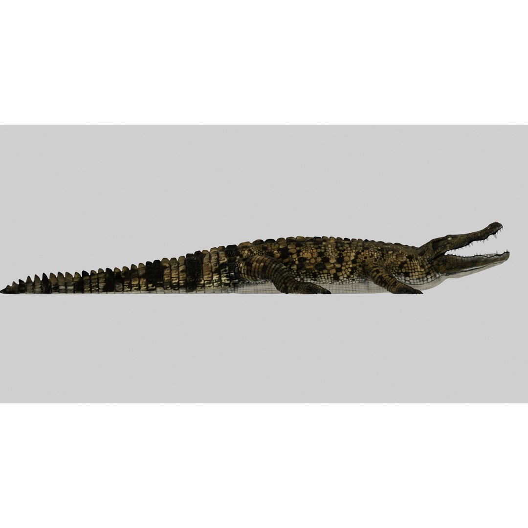 Realistic Crocodile 3D Model – Rigged Low-Poly Game Asset, FBX, OBJ - View 12