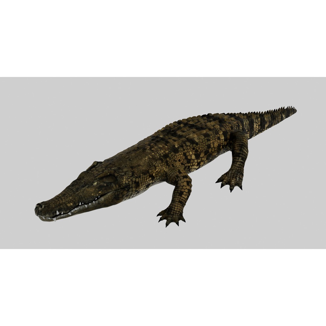 Realistic Crocodile 3D Model – Rigged Low-Poly Game Asset, FBX, OBJ - View 13