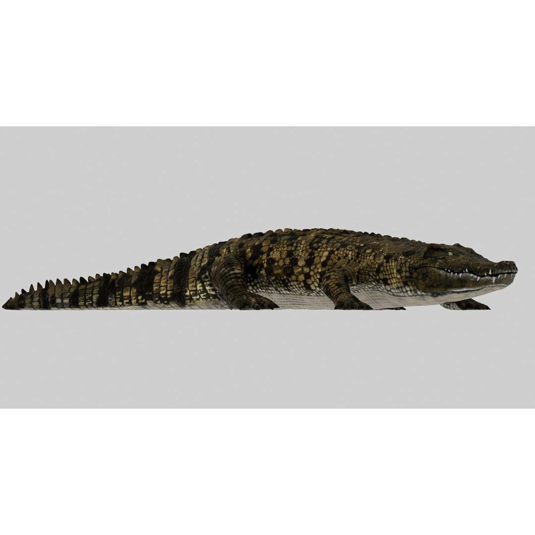 Realistic Crocodile 3D Model – Rigged Low-Poly Game Asset, FBX, OBJ - View 3