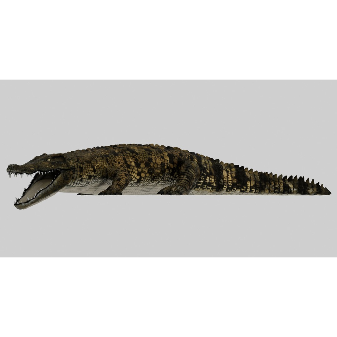 Realistic Crocodile 3D Model – Rigged Low-Poly Game Asset, FBX, OBJ - View 8