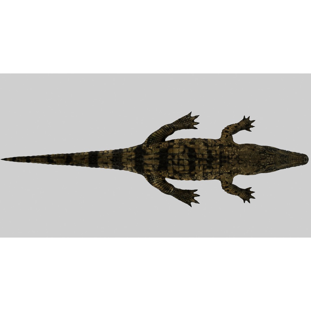 Realistic Crocodile 3D Model – Rigged Low-Poly Game Asset, FBX, OBJ - View 9