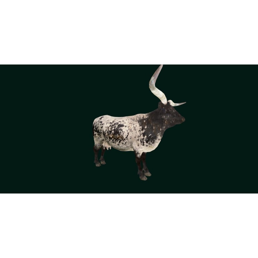 Texas Longhorn Cattle 3D Model – Low Poly Game Asset, FBX, PBR - View 22