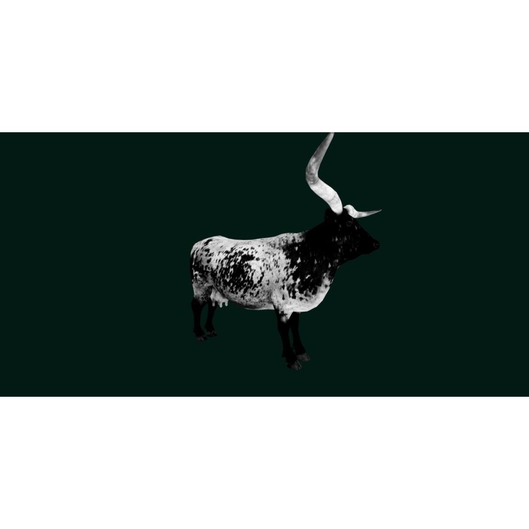 Texas Longhorn Cattle 3D Model – Low Poly Game Asset, FBX, PBR - View 25