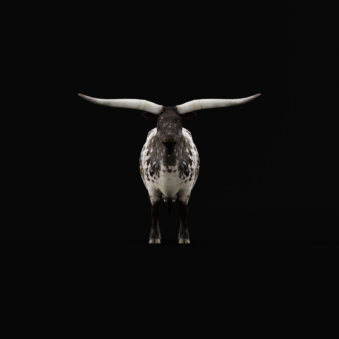 Texas Longhorn Cattle 3D Model – Low Poly Game Asset, FBX, PBR - View 4