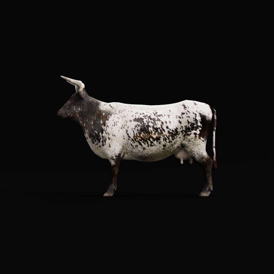 Texas Longhorn Cattle 3D Model – Low Poly Game Asset, FBX, PBR - View 5