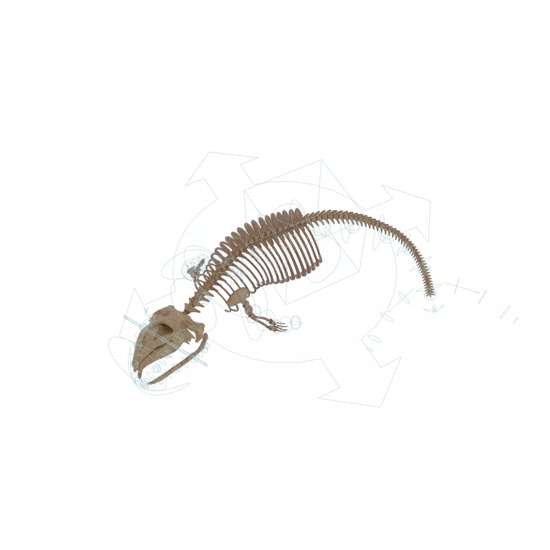 Gray Whale Skeleton 3D Model – Fully Rigged Marine Anatomy, Blender