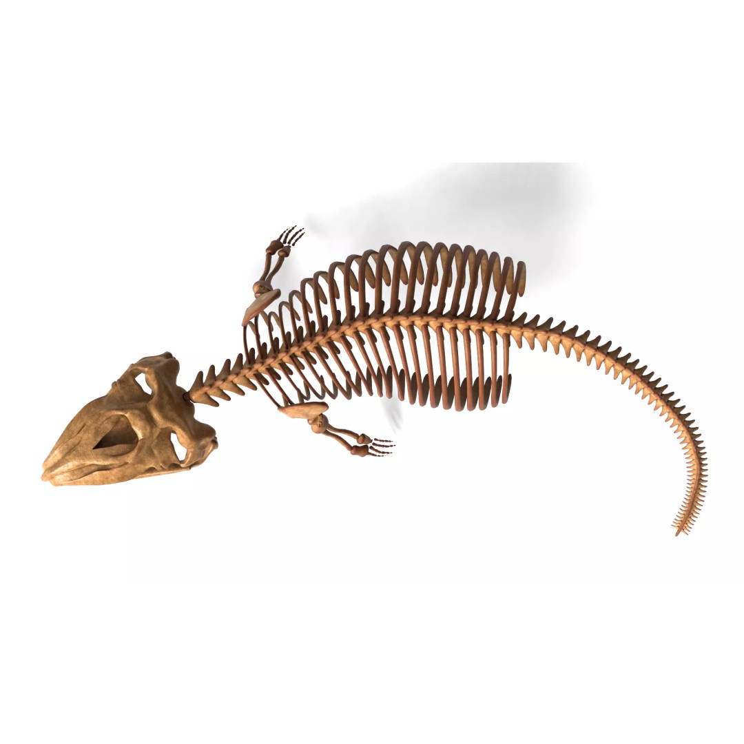 Gray Whale Skeleton 3D Model – Fully Rigged Marine Anatomy, Blender - View 10