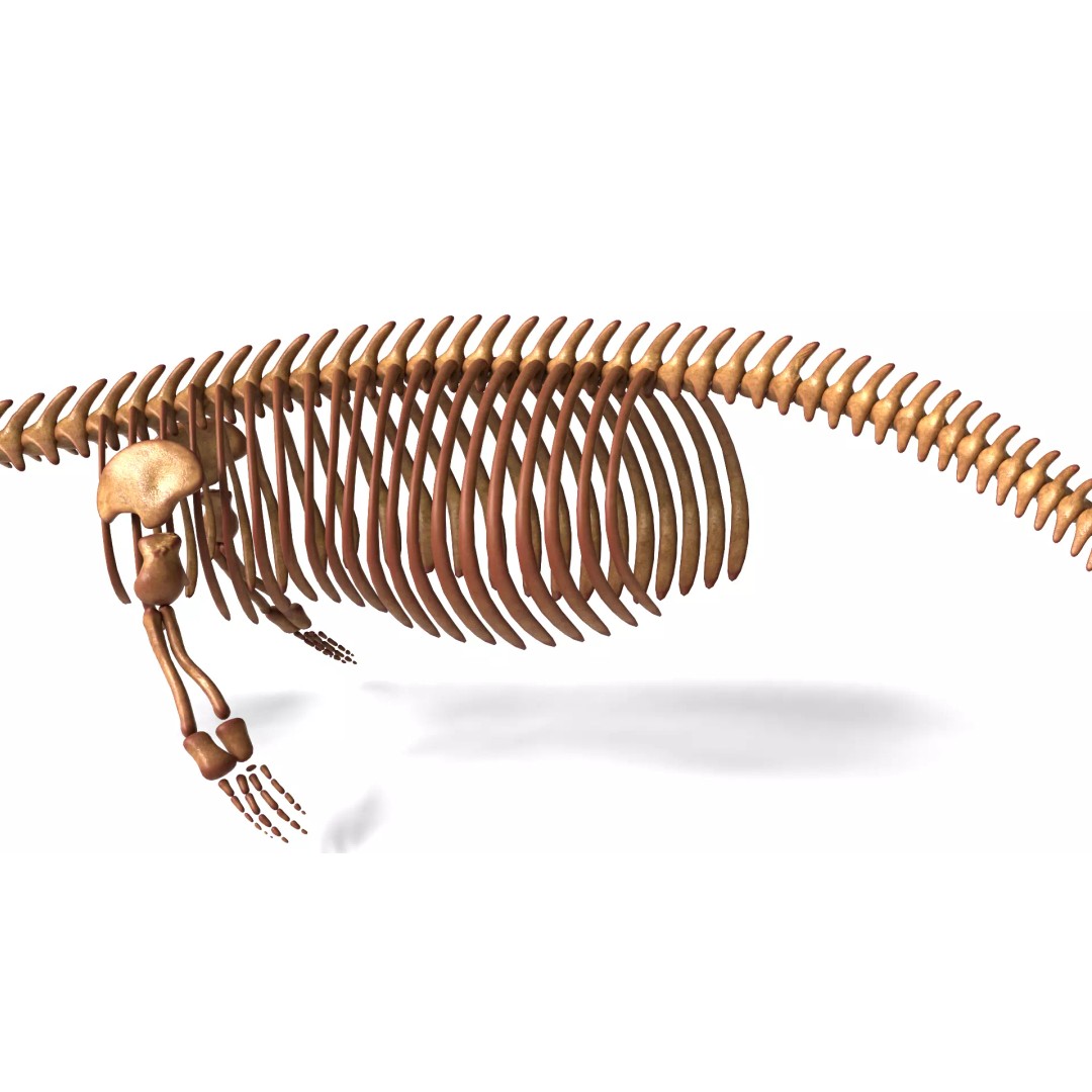 Gray Whale Skeleton 3D Model – Fully Rigged Marine Anatomy, Blender - View 11