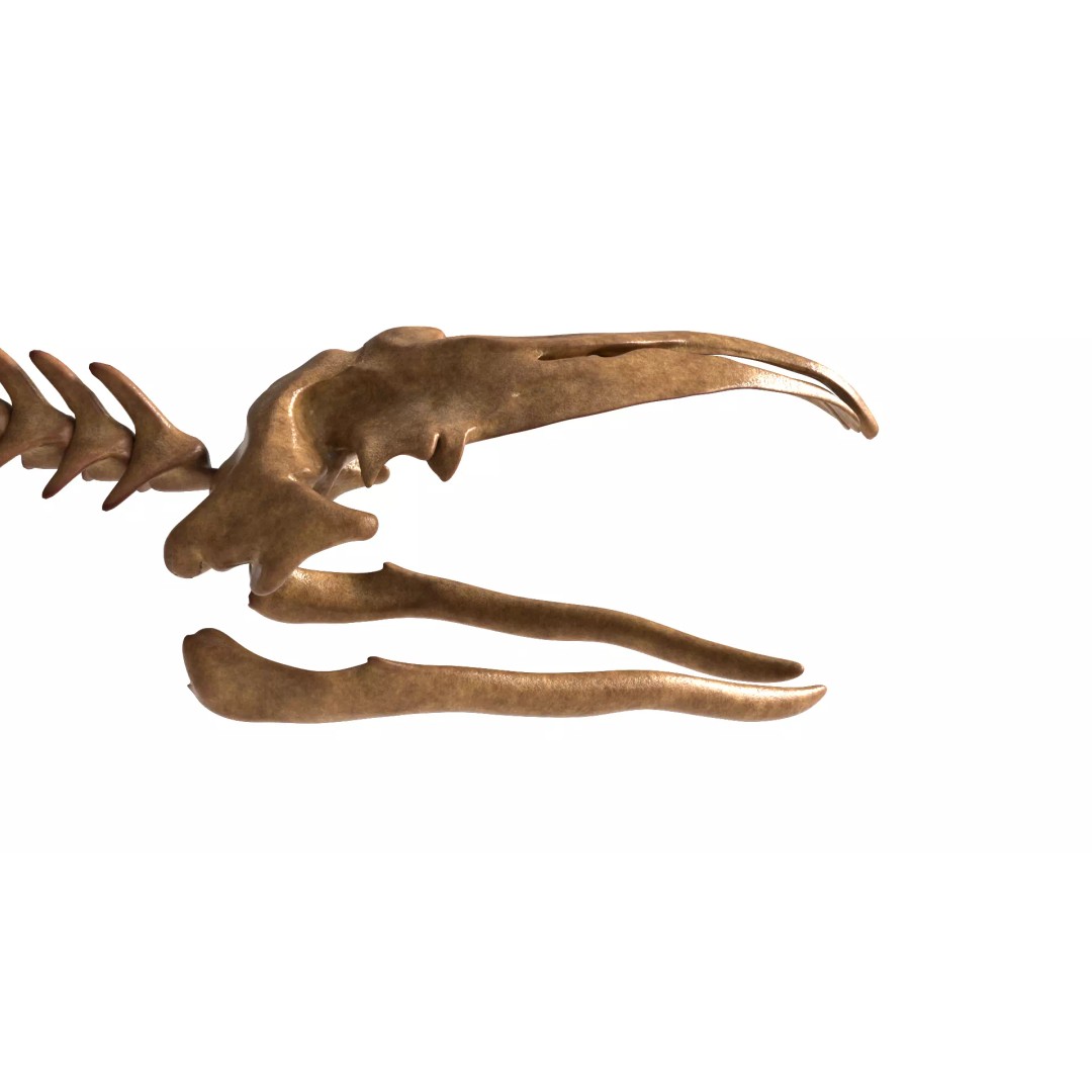 Gray Whale Skeleton 3D Model – Fully Rigged Marine Anatomy, Blender - View 12