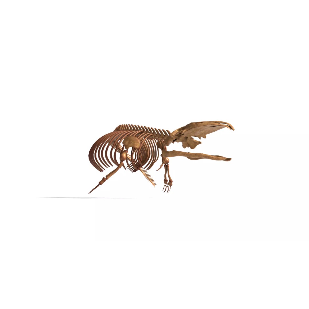 Gray Whale Skeleton 3D Model – Fully Rigged Marine Anatomy, Blender - View 13