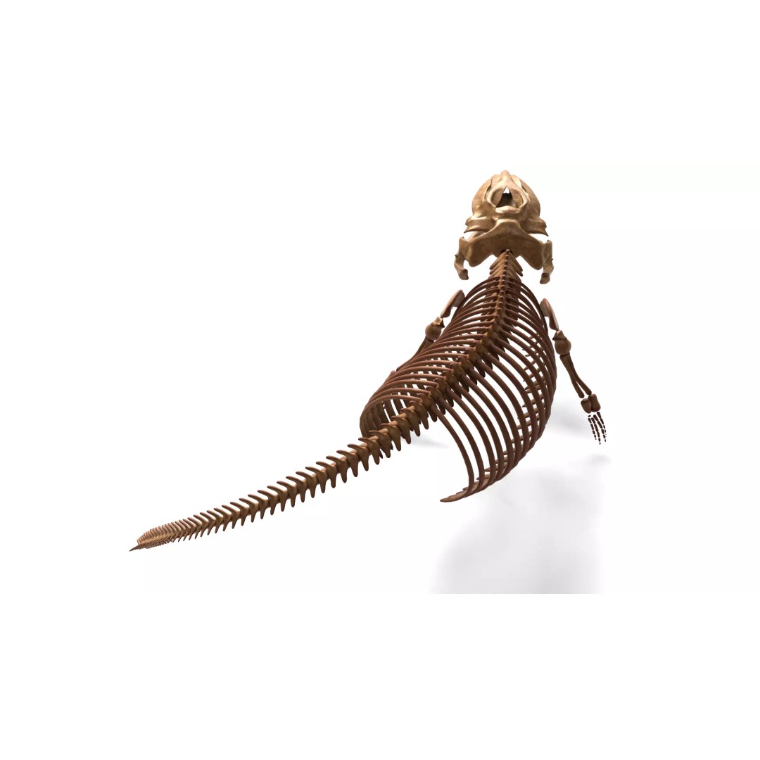 Gray Whale Skeleton 3D Model – Fully Rigged Marine Anatomy, Blender - View 14