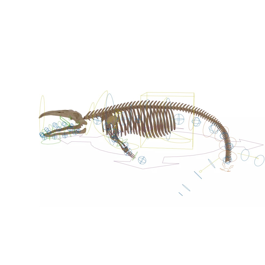 Gray Whale Skeleton 3D Model – Fully Rigged Marine Anatomy, Blender - View 16