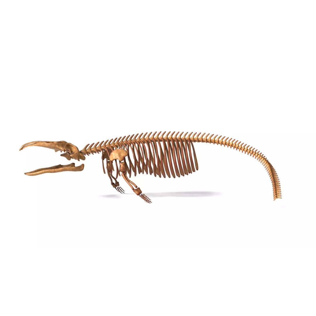 Gray Whale Skeleton 3D Model – Fully Rigged Marine Anatomy, Blender - View 3