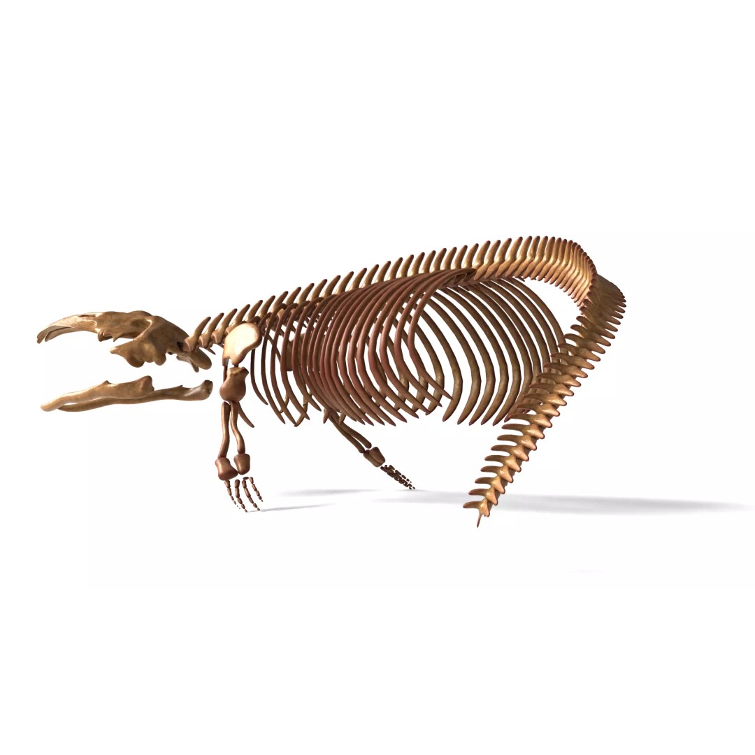Gray Whale Skeleton 3D Model – Fully Rigged Marine Anatomy, Blender - View 4