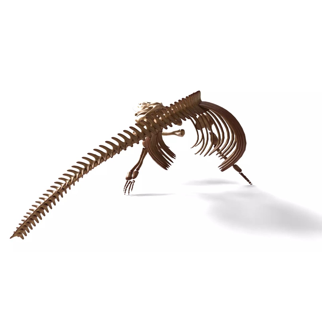 Gray Whale Skeleton 3D Model – Fully Rigged Marine Anatomy, Blender - View 5