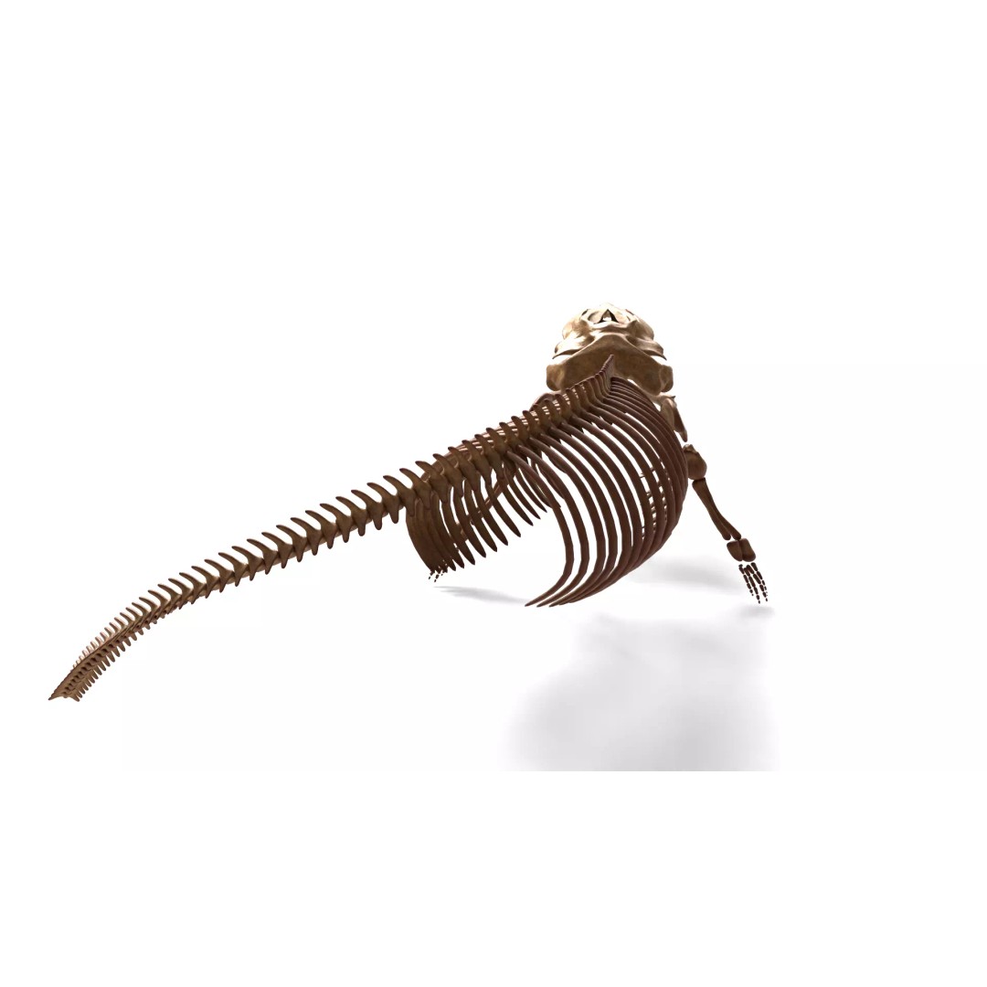 Gray Whale Skeleton 3D Model – Fully Rigged Marine Anatomy, Blender - View 6