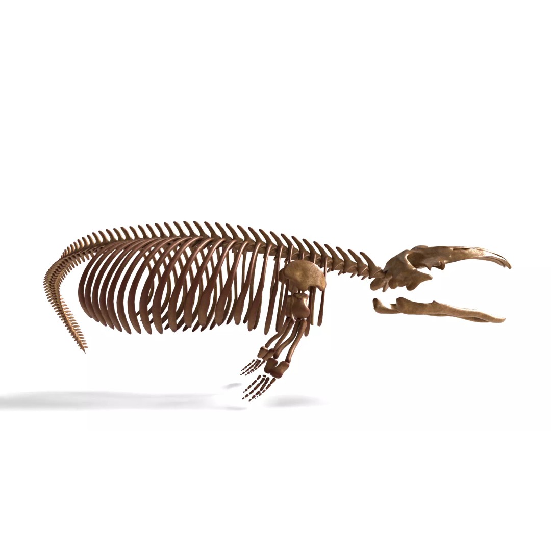 Gray Whale Skeleton 3D Model – Fully Rigged Marine Anatomy, Blender - View 7