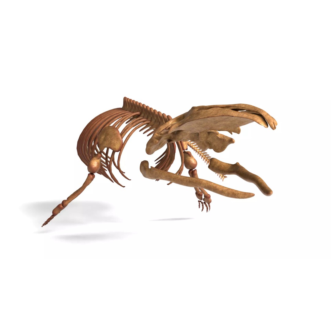 Gray Whale Skeleton 3D Model – Fully Rigged Marine Anatomy, Blender - View 8