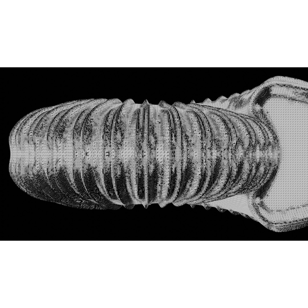 Ammonoid Shell 3D Model – Detailed Cephalopod Fossil, FBX, OBJ