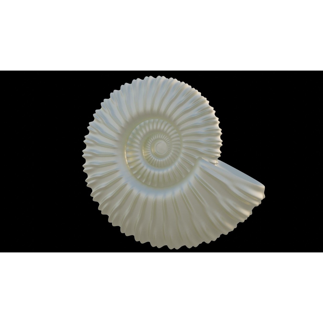 Ammonoid Shell 3D Model – Detailed Cephalopod Fossil, FBX, OBJ - View 10