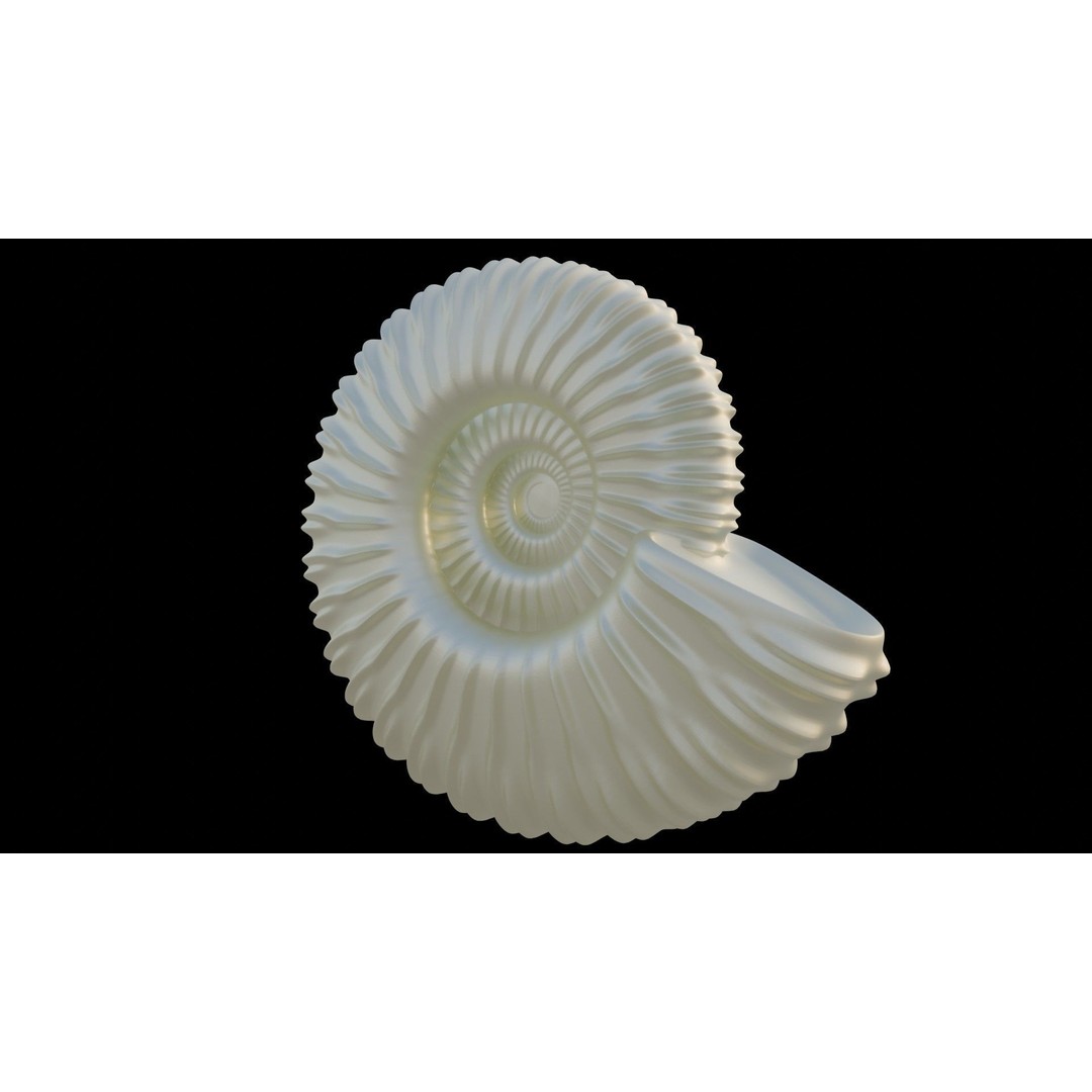 Ammonoid Shell 3D Model – Detailed Cephalopod Fossil, FBX, OBJ - View 11