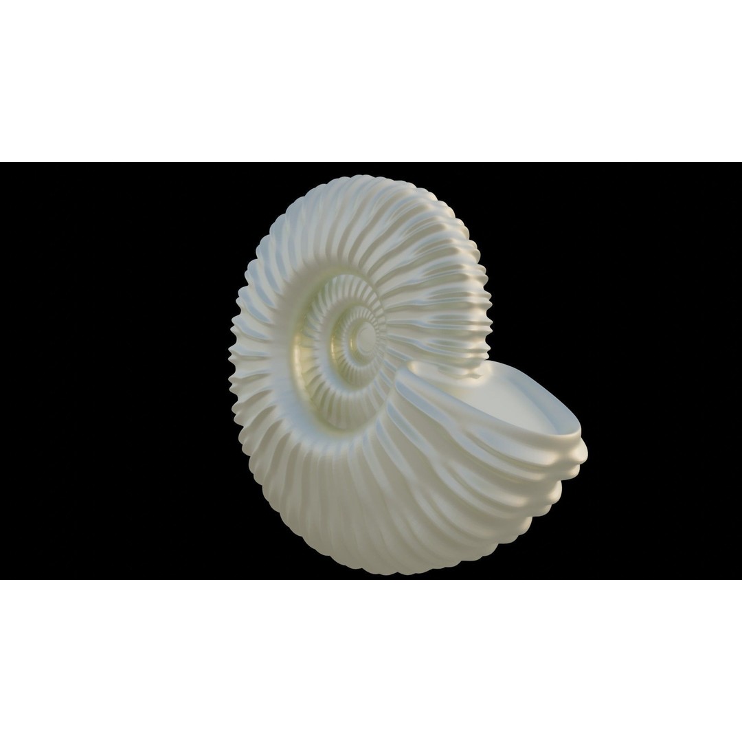 Ammonoid Shell 3D Model – Detailed Cephalopod Fossil, FBX, OBJ - View 12