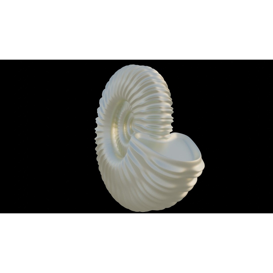 Ammonoid Shell 3D Model – Detailed Cephalopod Fossil, FBX, OBJ - View 13