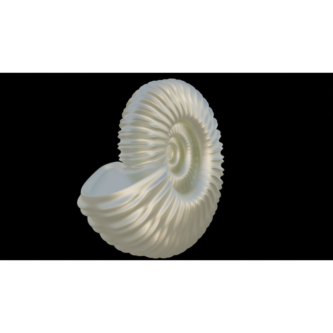 Ammonoid Shell 3D Model – Detailed Cephalopod Fossil, FBX, OBJ - View 18