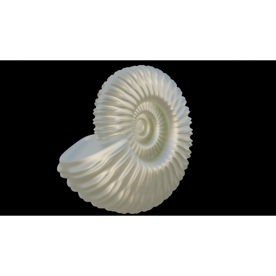 Ammonoid Shell 3D Model – Detailed Cephalopod Fossil, FBX, OBJ - View 19