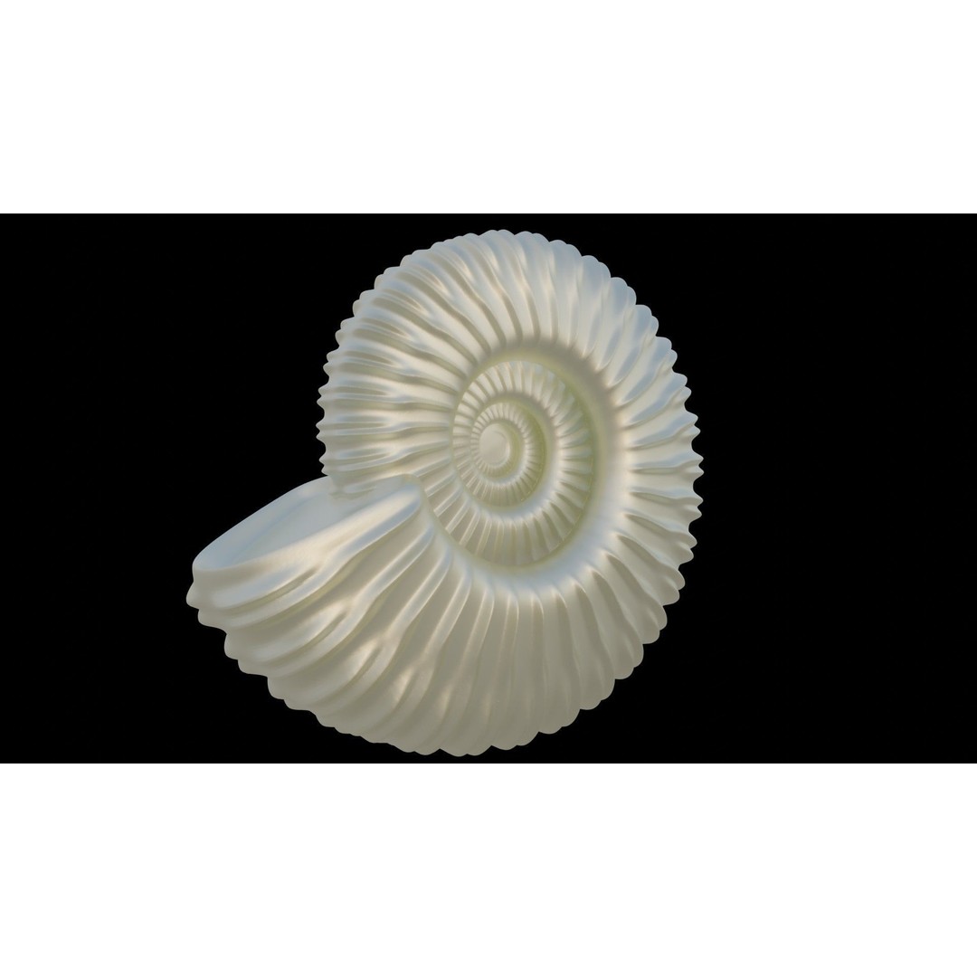 Ammonoid Shell 3D Model – Detailed Cephalopod Fossil, FBX, OBJ - View 20