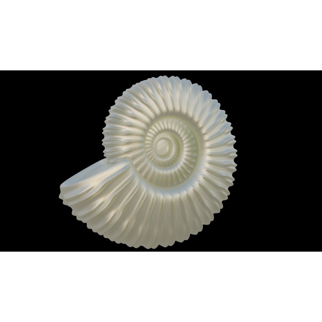Ammonoid Shell 3D Model – Detailed Cephalopod Fossil, FBX, OBJ - View 21