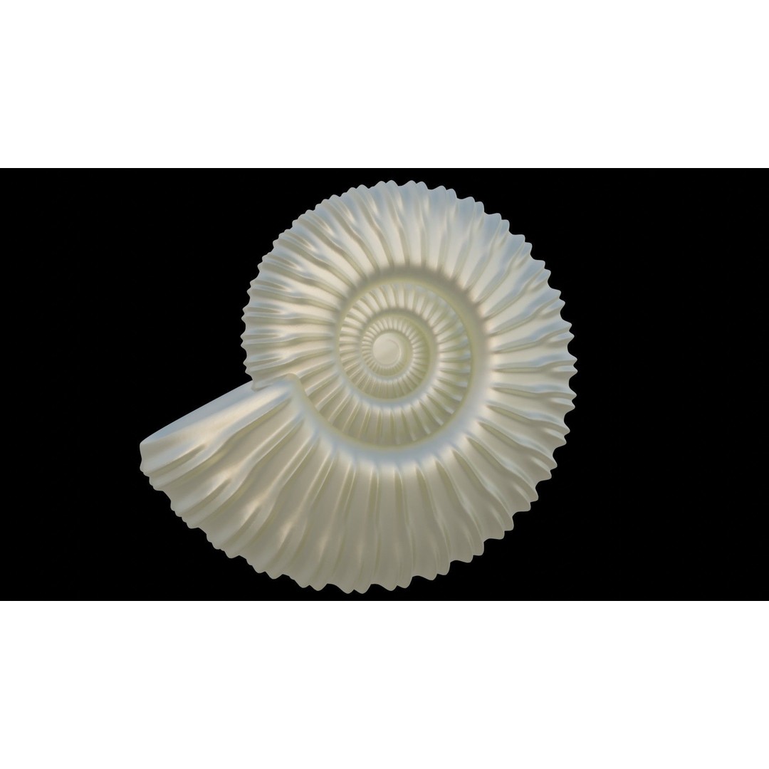 Ammonoid Shell 3D Model – Detailed Cephalopod Fossil, FBX, OBJ - View 22