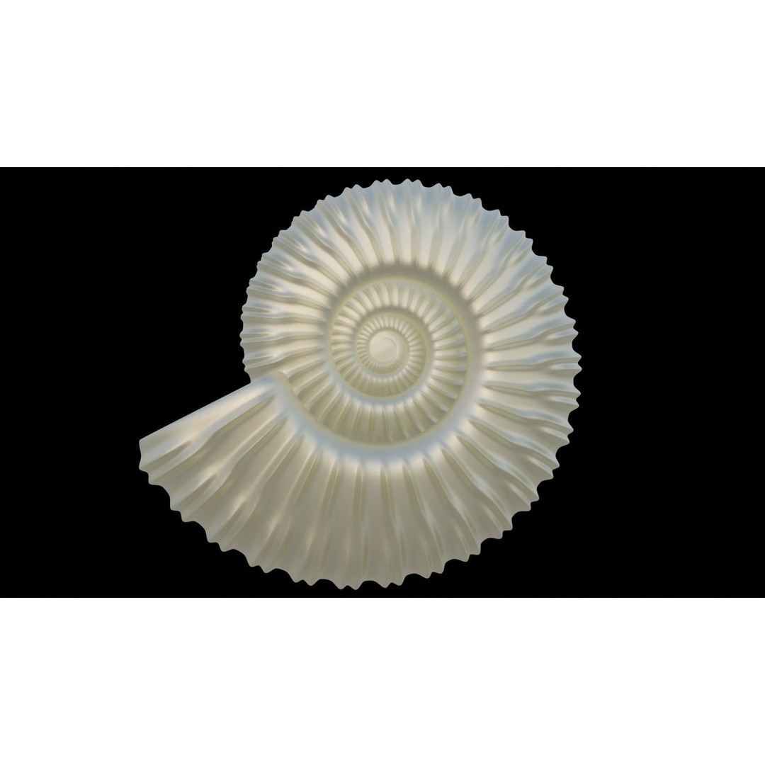 Ammonoid Shell 3D Model – Detailed Cephalopod Fossil, FBX, OBJ - View 23