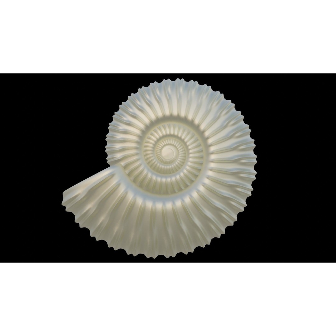 Ammonoid Shell 3D Model – Detailed Cephalopod Fossil, FBX, OBJ - View 24