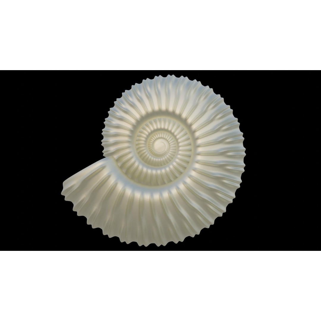 Ammonoid Shell 3D Model – Detailed Cephalopod Fossil, FBX, OBJ - View 25