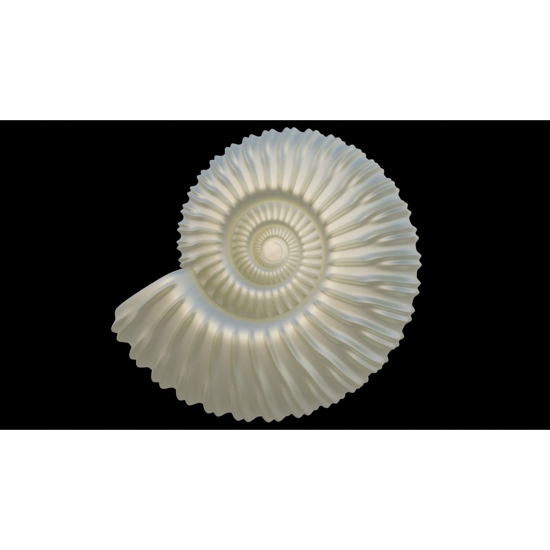 Ammonoid Shell 3D Model – Detailed Cephalopod Fossil, FBX, OBJ - View 26