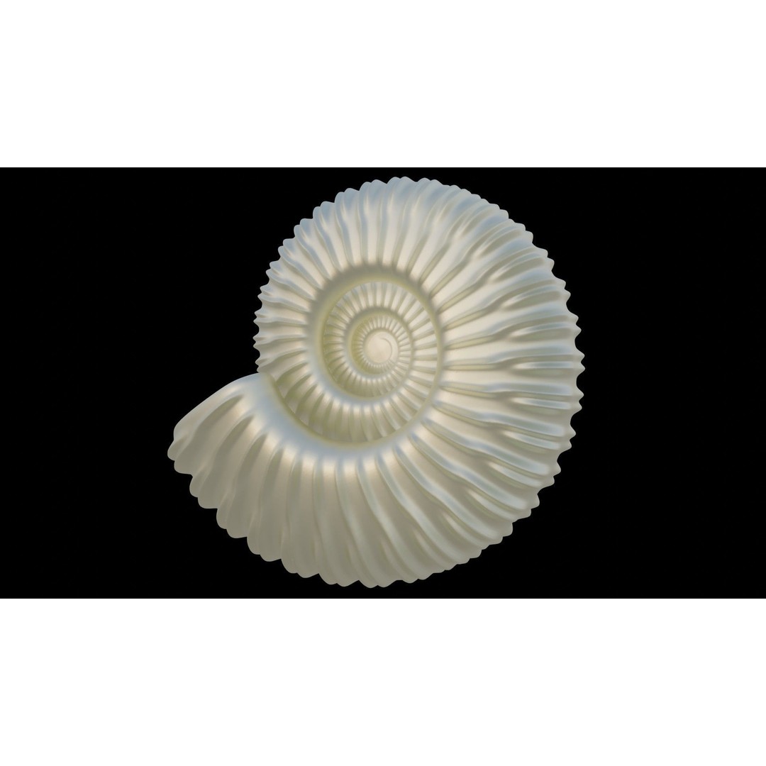Ammonoid Shell 3D Model – Detailed Cephalopod Fossil, FBX, OBJ - View 27