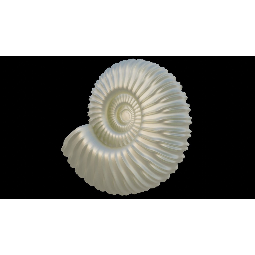 Ammonoid Shell 3D Model – Detailed Cephalopod Fossil, FBX, OBJ - View 28