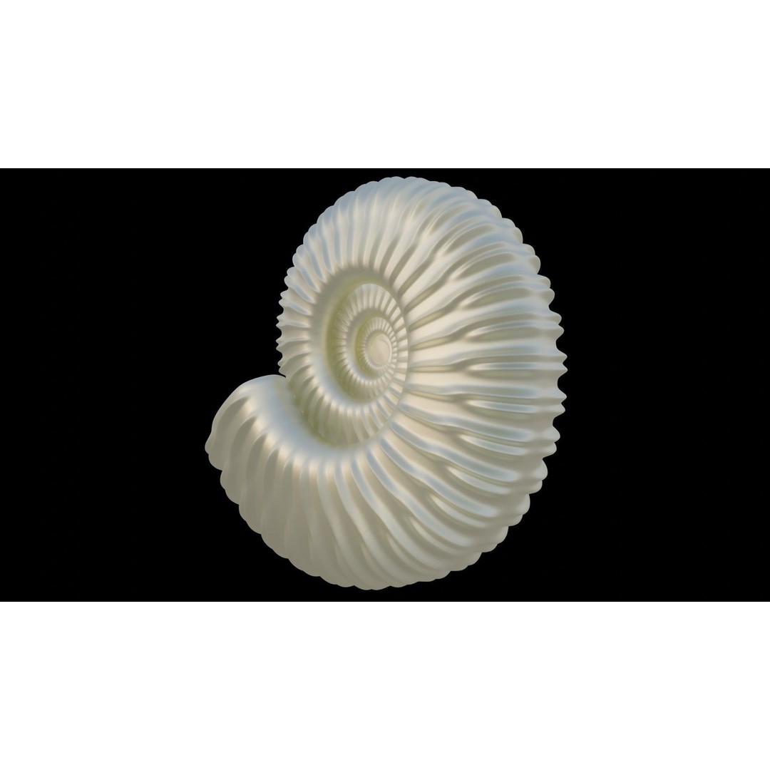 Ammonoid Shell 3D Model – Detailed Cephalopod Fossil, FBX, OBJ - View 29