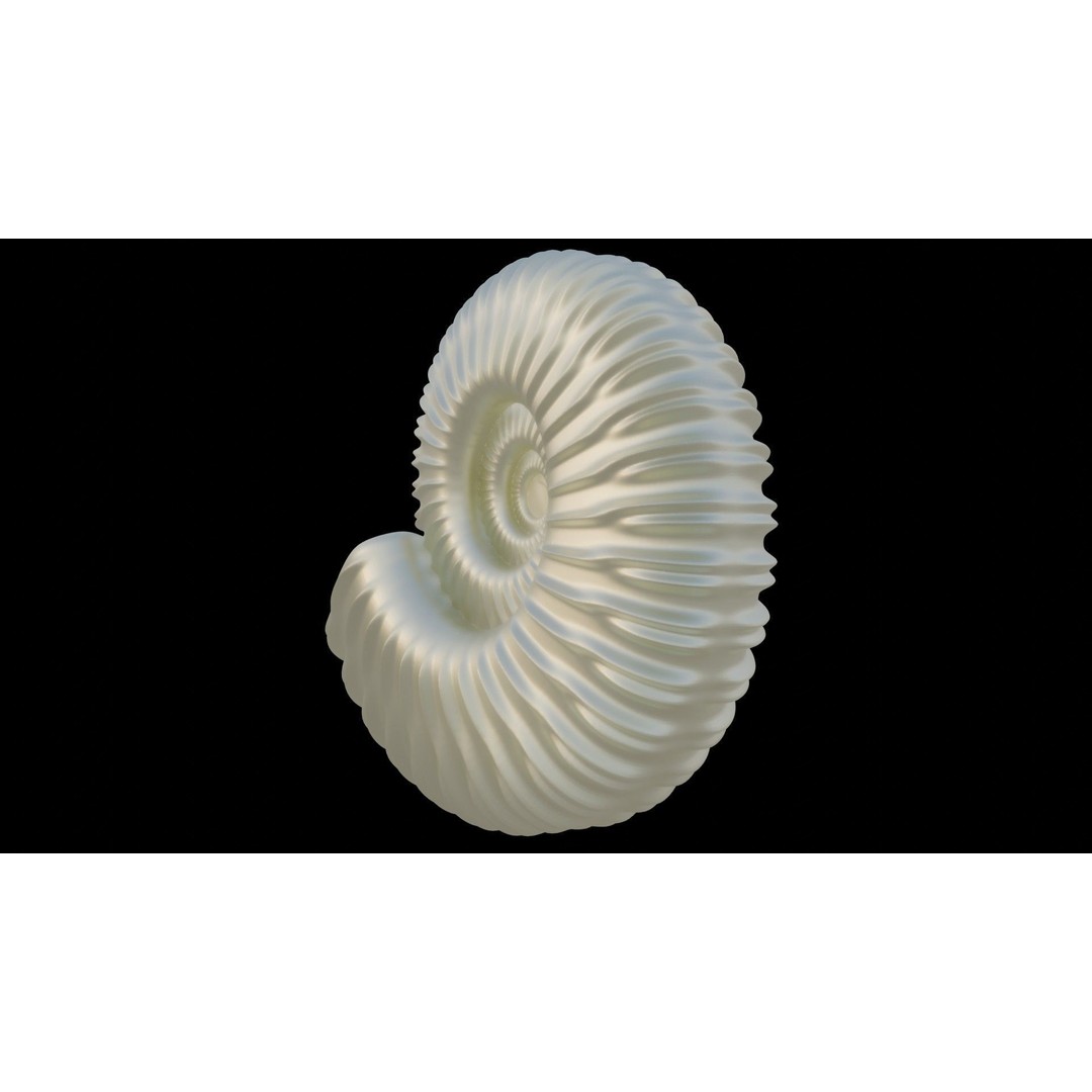 Ammonoid Shell 3D Model – Detailed Cephalopod Fossil, FBX, OBJ - View 30